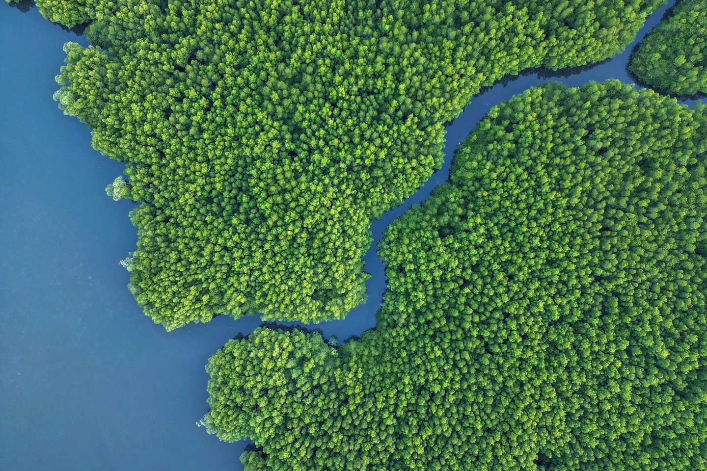 Aerial view of a dense mangrove forest split by a winding tidal channel in Coron, Palawan